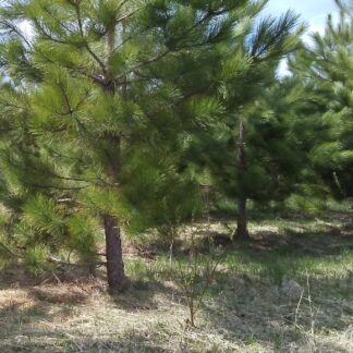 Pine, Red (Norway)