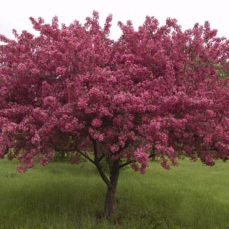 Crabapple, Red Splendor