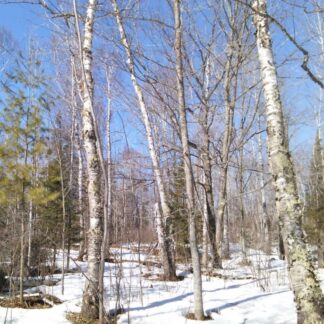 Birch, Paper