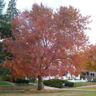 Maple, Red
