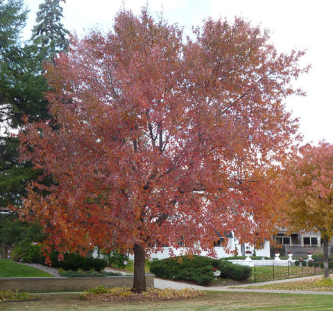 Maple, Red