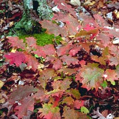 Oak, Red