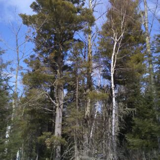 Pine, White