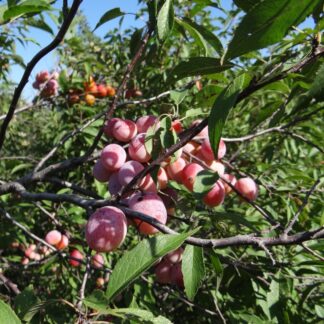 Plum, American