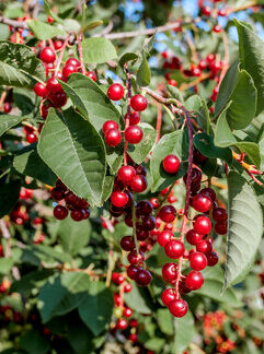 Chokecherry, Common