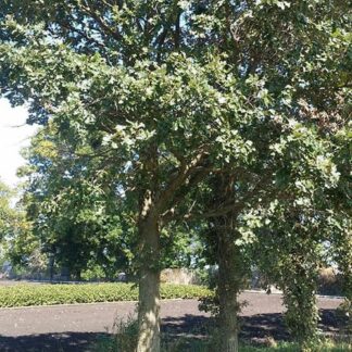 Oak, Bur