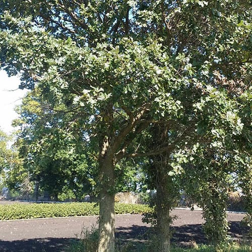 Oak, Bur