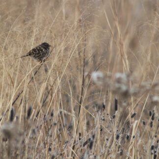 Seed Mix- Songbird